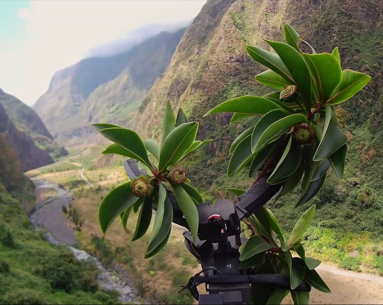 Collecte de plantes par drone_CBNM